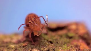 Globular Springtails demonstrating their collophore [upl. by Marciano656]