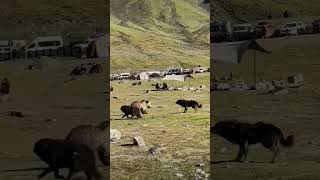 Who would win bear dog mastiff tibetan tibet animals [upl. by Michaeline]