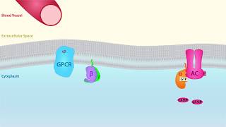 GPCR Scientific Animation [upl. by Aloap]