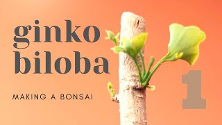 Ginkgo Biloba Bonsai 1 [upl. by Akedijn]