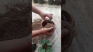 trending How to repott Cyclamen plantwinter flower in soil cocopeet vermi compost mixture 💞 [upl. by Leslie857]