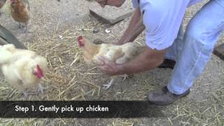 Poultry Newcastle Vaccination [upl. by Friend]