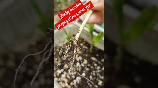 Lucky bamboo propagation successfulplantsgardengardeningideasshortsytluckyplant [upl. by Ayardna]