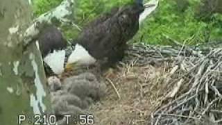 Eaglet Bullies Sibling Duke Farms Bald Eagles 042110 [upl. by Keelby679]