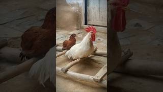 Rooster Crowing 🐓📢🤩 S04E06 shorts [upl. by Erkan]