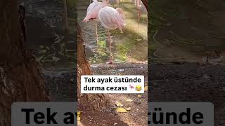 Tek ayak üstünde durma cezası 🦩😂 [upl. by Rozalin]