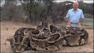 The Puff Adder [upl. by Hseham]