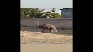 Crazy Dog mating with donkey Dog try mate donkey in log time [upl. by Lyrac]