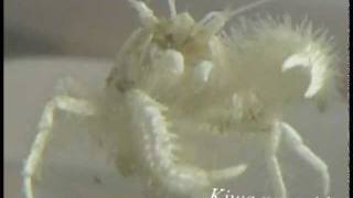 Yeti Crab feeding on bacteria from its claws [upl. by Fanchet]