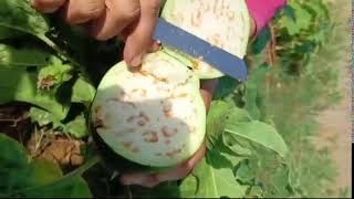 vegetables farm organicfarming harvesting [upl. by Ahsatam]