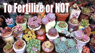 Should You Fertilize Your Succulents [upl. by Atiuqrehs]