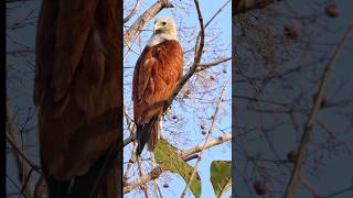 Brahminy kite [upl. by Athelstan]