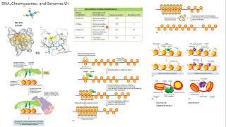 DNA cromosomas genomas Alberts 7 [upl. by Kern]