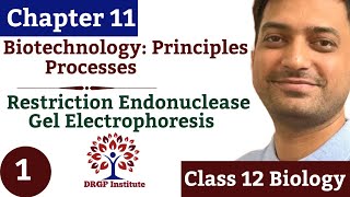 Chapter 11  Biotechnology Principles and Processes  01  Restriction Enzyme  Class 12 [upl. by Dyer]