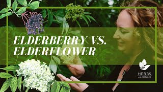 Elderflower vs Elderberry Health Benefits of Elderberry [upl. by Koziara839]