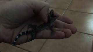 Angry baby tokay gecko [upl. by Jecon]