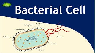 Structure and Function of Bacterial Cell  Microbiology  Basic Science Series [upl. by Adnelg781]