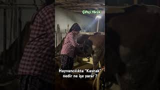 Hayvancılıkta Kasnak nedir  hayvancilik hayvancılık büyükbaş köylü yörük çiftçi kasnak cow [upl. by Ray569]