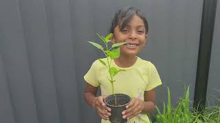 Telugu garden vlogPlanting new plants in garden and harvesting vankaya plant telugu Australiavlogs [upl. by Giguere]