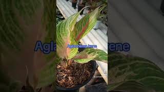 AGLAONEMA irene plants reviewhargaaglonematerbaru garden reviewaglonematerbaru nature [upl. by Stodder]