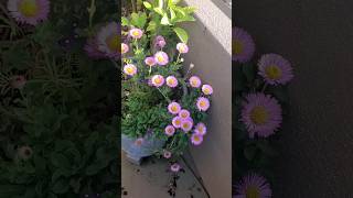 Erigeron glaucus  seaside daisy  top 10 plants [upl. by Elana11]