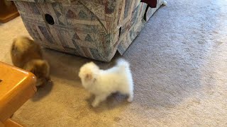 Pomeranian puppy running and barking adorable sounds [upl. by Atirb129]