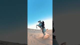 arabian rearing horse riding by a beautiful arab woman horseriding horsepower rearing dubaihorse [upl. by Atived]