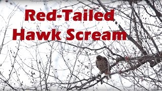 Redtailed Hawk Screaming Call [upl. by Nairot278]