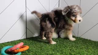 Bernedoodle Puppy Holly SD 480p [upl. by Toiboid]