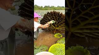 Beautiful natural Gorgon harvest Prickly water lily seeds short youtubeshorts [upl. by Tanney]