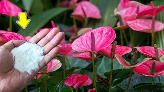 Sprinkle 1 Spoon Anthurium Grows Fast And Blooms Hundreds Of Flowers Immediately [upl. by Raybourne]