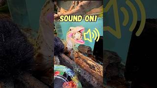 Lizard ASMR🦎🔈🥚😌quincemonitor lizard reptiles asmr asmrsounds fyp [upl. by Gildas]