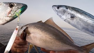 SHORE JIGGING Tenerife buscando MEDREGAL [upl. by Edwina]