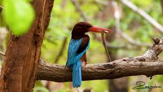 Whitethroated kingfisher [upl. by Atiugram]