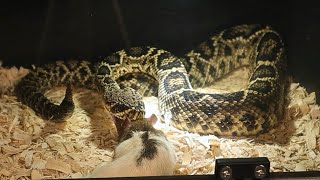 Eastern Diamondback Rattlesnake Major Strike [upl. by Llecrad]