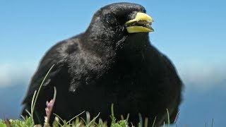 Alpine Chough  Kavče žlutozobé [upl. by Belsky948]