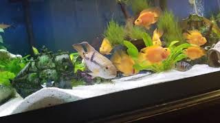 Royal acara fish planted tank [upl. by Lleinnad]