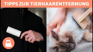 So entfernst du HUNDE und KATZENHAARE aus der Kleidung 🐶🐱  8 wirksame Tricks ✅ [upl. by Balthazar]