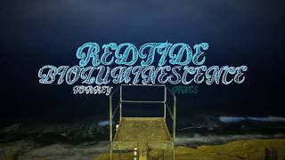 Red Tide Bioluminescence Timelapse [upl. by Ettenirt]