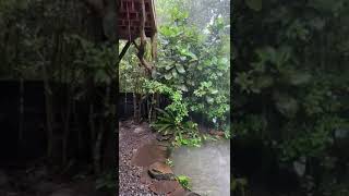 Raining ⛈️ in Monteverde  Lluvia en Monteverde  Costa Rica Monteverde [upl. by Luella]