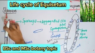 Life cycle of equisetumSporangia of equisetumMale and female gametophyte of equisetum [upl. by Gerek]