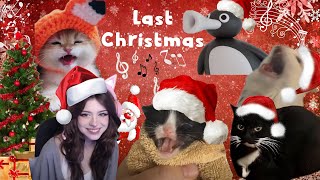 Thurston x Noot noot x UWU x Cat Meows x Maxwell x Last Christmas [upl. by Aronael]