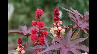 Botanical description of Ricinus communis  Botany Tamil [upl. by Nee635]