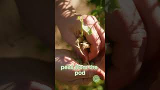 How to Save Pea Seeds seedsaving saveseeds [upl. by Hgeilyak]