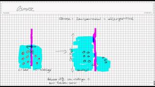 Transportmechanismen an Membranen Teil 1  Passive Vorgänge [upl. by Nadruoj]