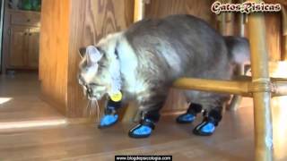 Gatos usando ZAPATOS Videos de gatitos divertidos 2016 2016 [upl. by Ydner]