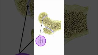 Joint between epiphysis and diaphysis [upl. by Rodenhouse416]