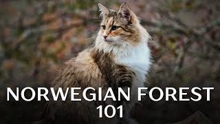 Norwegian Forest Cat 101  Everything You Need to Know [upl. by Snowman171]