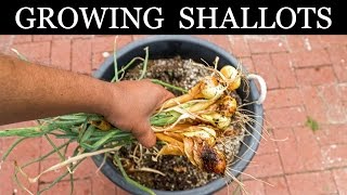 How To Grow Shallots  Growing Shallots In Containers  A Complete Guide [upl. by Anayaran143]