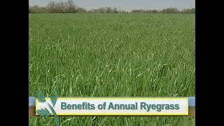 Oregon Annual Ryegrass  Cover Crop [upl. by Faucher]